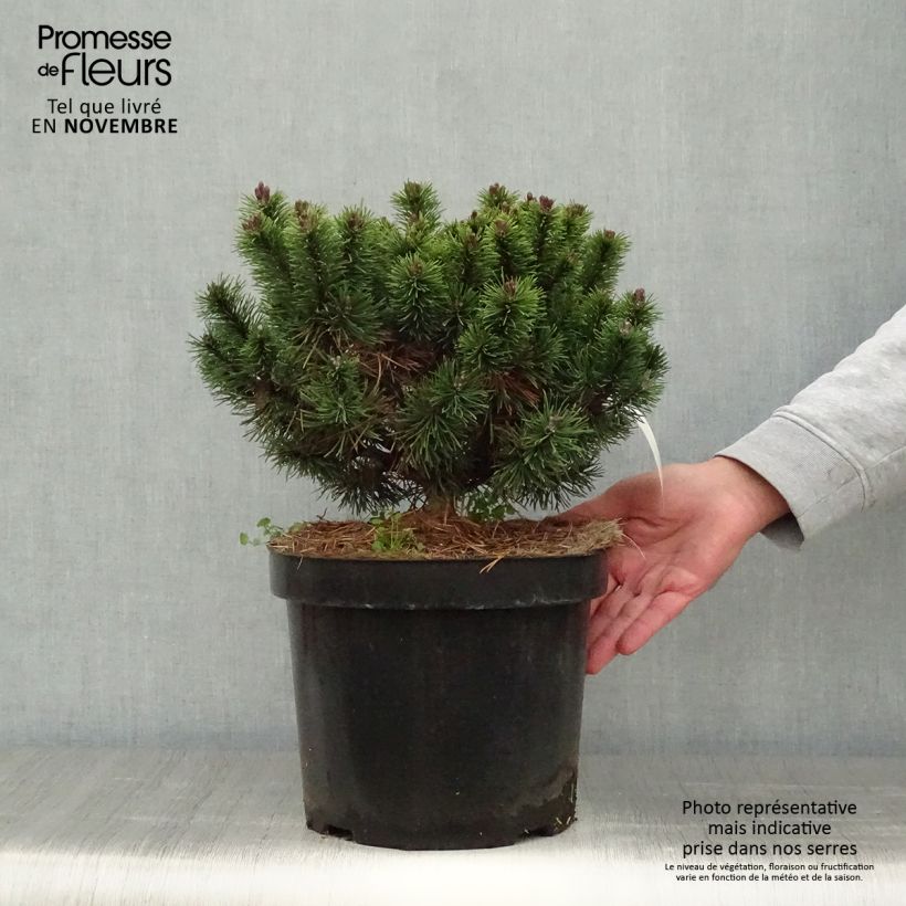 Esemplare di Pinus mugo Mops Vaso da 4L/5L come consegnato in autunno