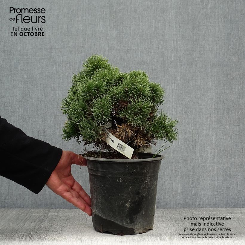 Esemplare di Pinus mugo Picobello Vaso da 2L/3L come consegnato in autunno