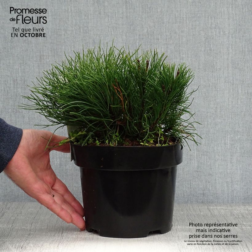 Esemplare di Pinus mugo var.pumilio Vaso da 2L/3L come consegnato in autunno