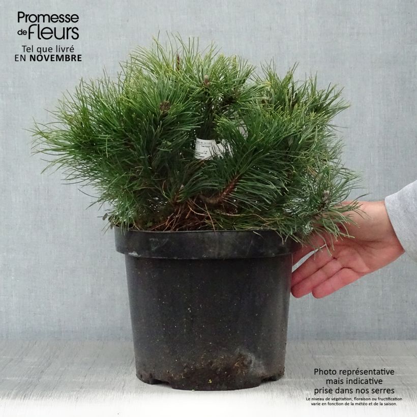 Esemplare di Pinus mugo var.pumilio Vaso da 7,5L/10L come consegnato in autunno