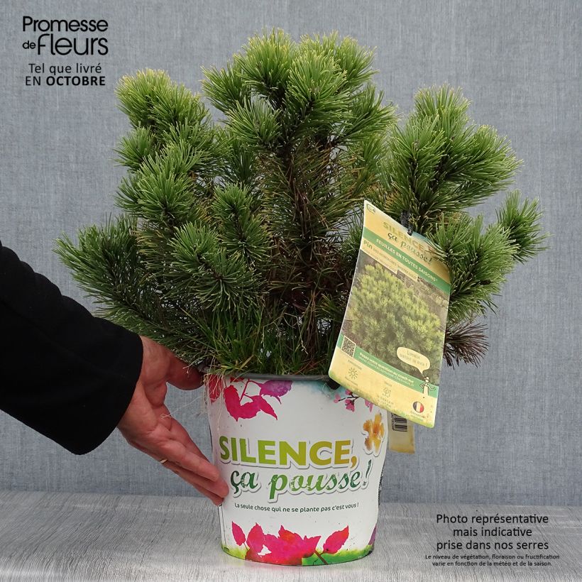 Esemplare di Pinus mugo Winter Gold Vaso da 2L/3L come consegnato in autunno