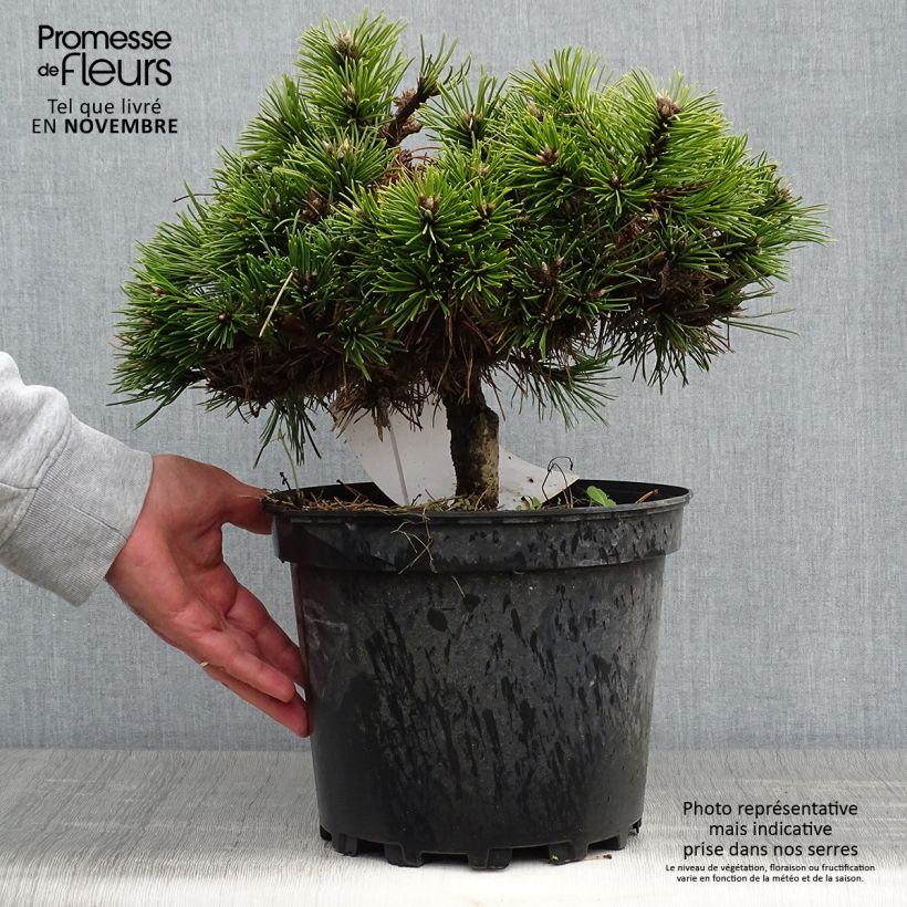 Esemplare di Pinus nigra Agnes Brégeon Vaso da 6L/7L come consegnato in autunno