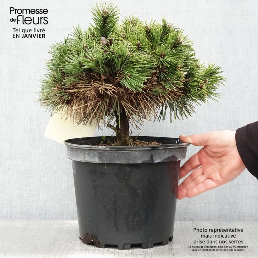 Pinus nigra Agnes Brégeon Vaso da 6L/7L esemplare consegnato in inverno