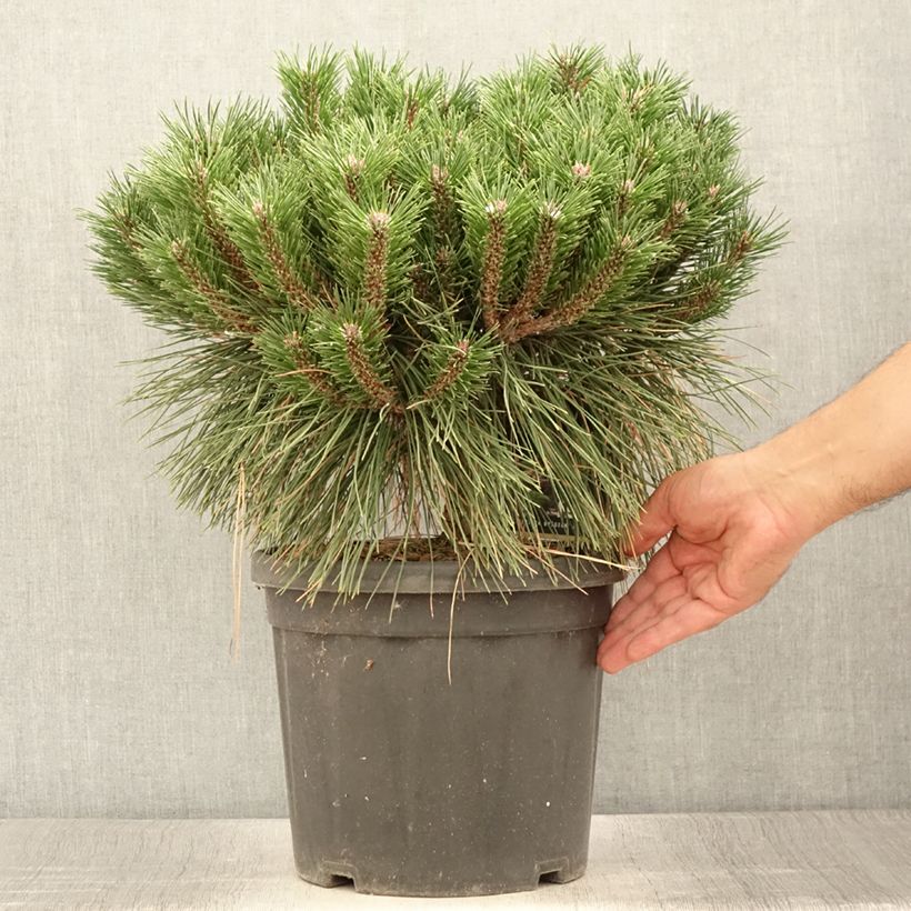 Esemplare di Pinus nigra Brégeon Vaso da 7,5L/10L consegnato in estate