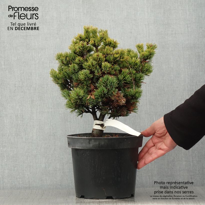 Esemplare di Pinus parviflora Beran Vaso da 4L/5L come consegnato in autunno