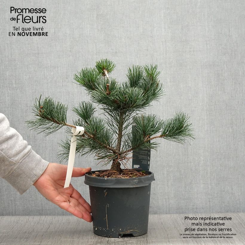 Esemplare di Pinus parviflora Negishi Vaso da 4L/5L come consegnato in autunno