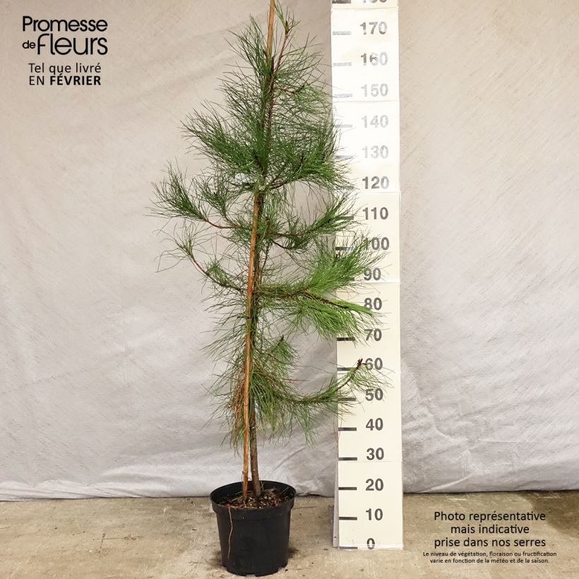 Pinus pinaster - Pino marittimo Vaso da 7,5L/10L esemplare consegnato in inverno