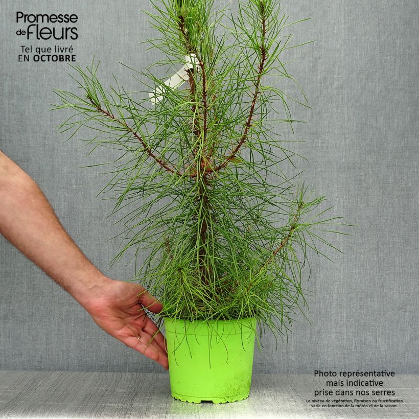Esemplare di Pinus pinaster - Pino marittimo Vaso da 2L/3L come consegnato in autunno