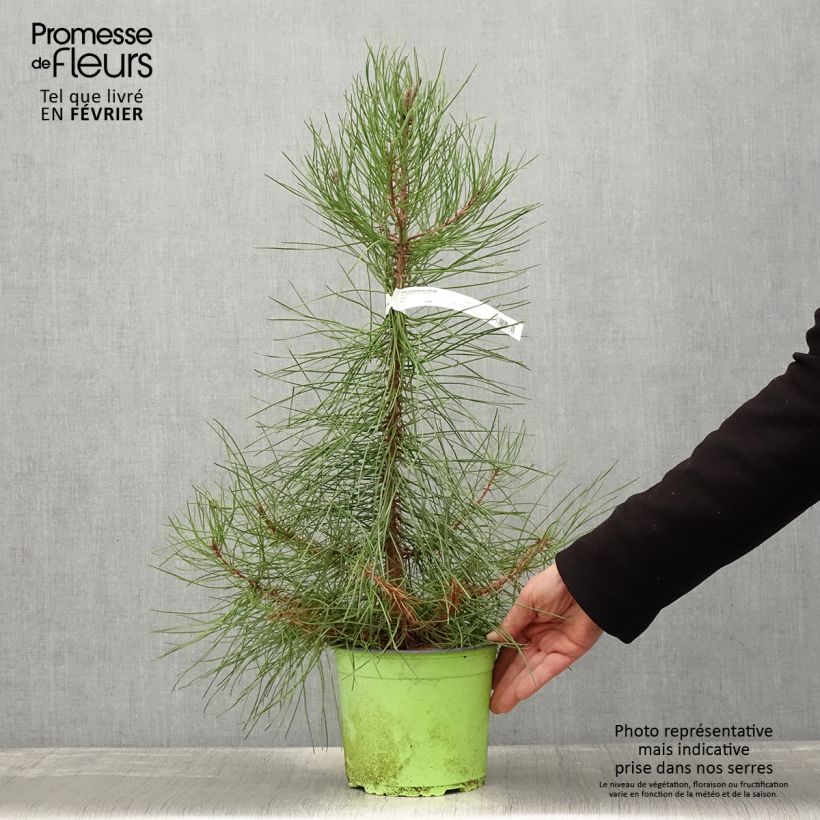 Pinus pinaster - Pino marittimo Vaso da 2L/3L esemplare consegnato in inverno