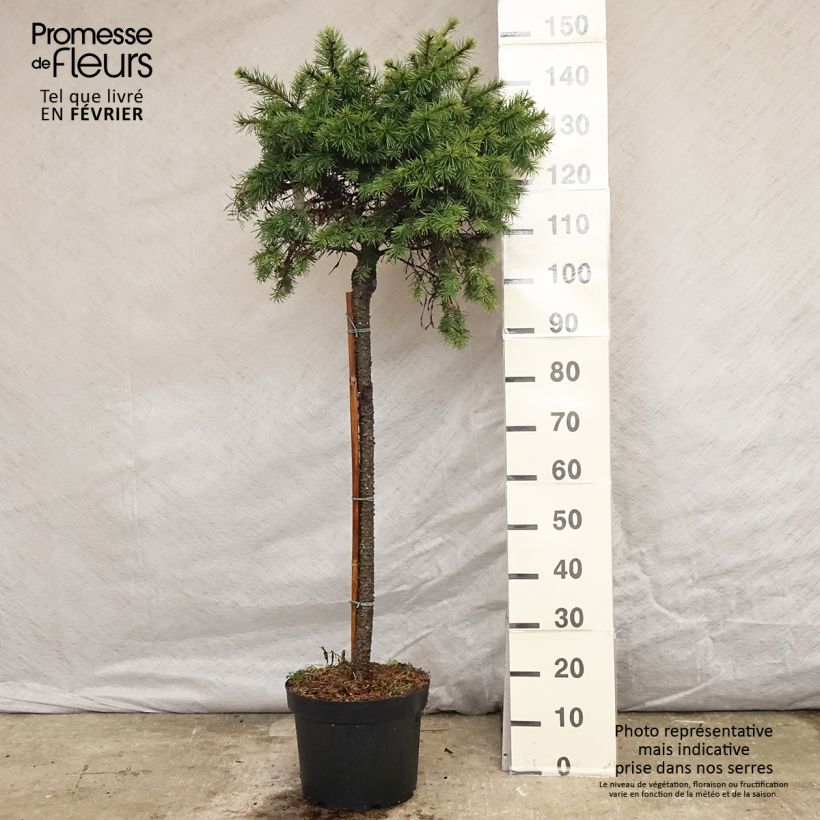 Pinus pinea - Pino domestico Vaso da 30L/35L esemplare consegnato in inverno