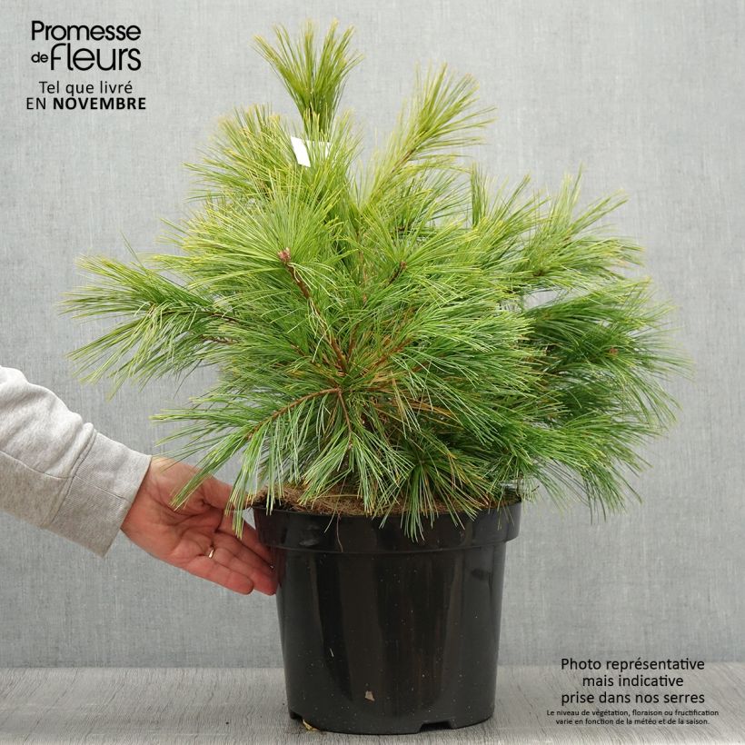 Esemplare di Pinus strobus Minima - Pino strobo Vaso da 7,5L/10L come consegnato in autunno