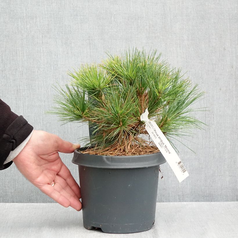 Esemplare di Pinus strobus Minima - Pino strobo Vaso da 2L/3L come consegnato in autunno