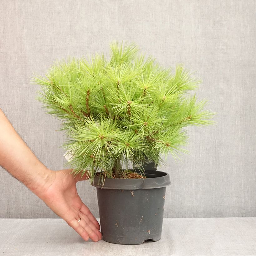 Esemplare di Pinus strobus Minima - Pino strobo Vaso da 2L/3L consegnato in estate
