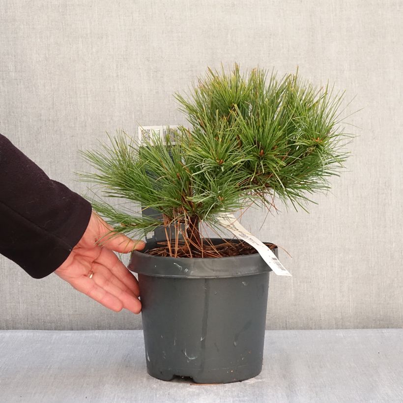 Pinus strobus Minima - Pino strobo Vaso da 2L/3L esemplare consegnato in inverno