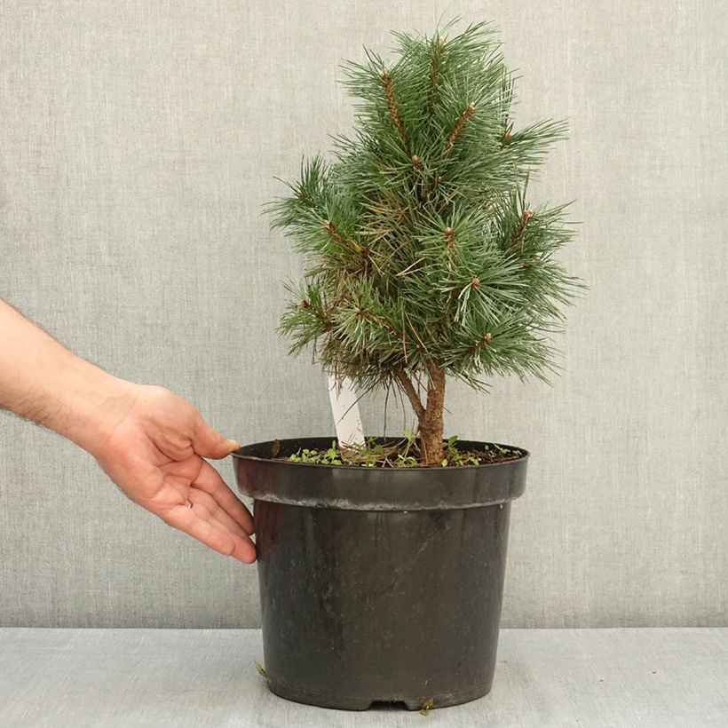 Esemplare di Pinus sylvestris Watereri - Pino silvestre Vaso da 7,5L/10L consegnato in estate