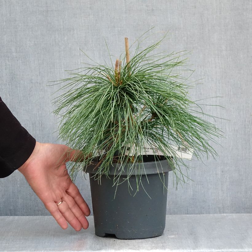 Esemplare di Pinus wallichiana Vaso da 3L/4L come consegnato in autunno