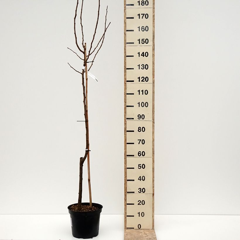 Pistacia vera Kerman - Pistacchio Vaso da 7,5L/10L esemplare consegnato in inverno