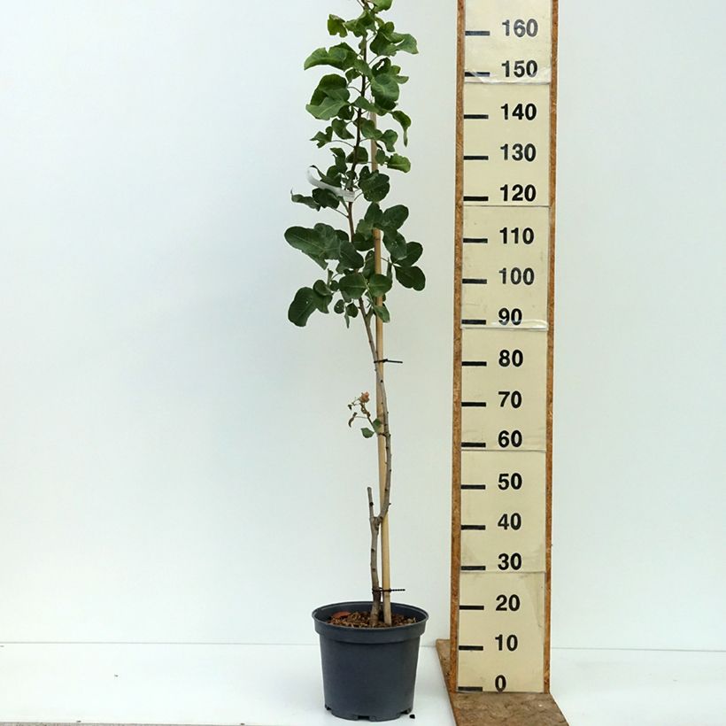 Esemplare di Pistacia vera Peters - Pistacchio Vaso da 7,5L/10L, Vaso impalcato medio consegnato in estate