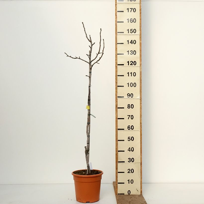 Pistacia vera Peters - Pistacchio Vaso da 7,5L/10L, Vaso impalcato medio esemplare consegnato in inverno