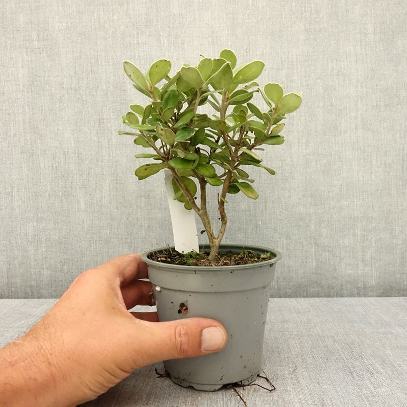 Esemplare di Pittosporum crassifolium Pot Belly Vaso da Ø 12 cm / 13 cm consegnato in estate