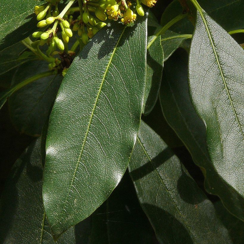 Pittosporum daphniphylloides (Fogliame)