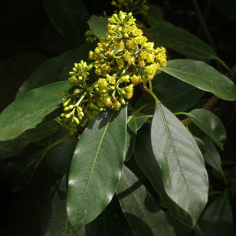 Pittosporum daphniphylloides (Fioritura)