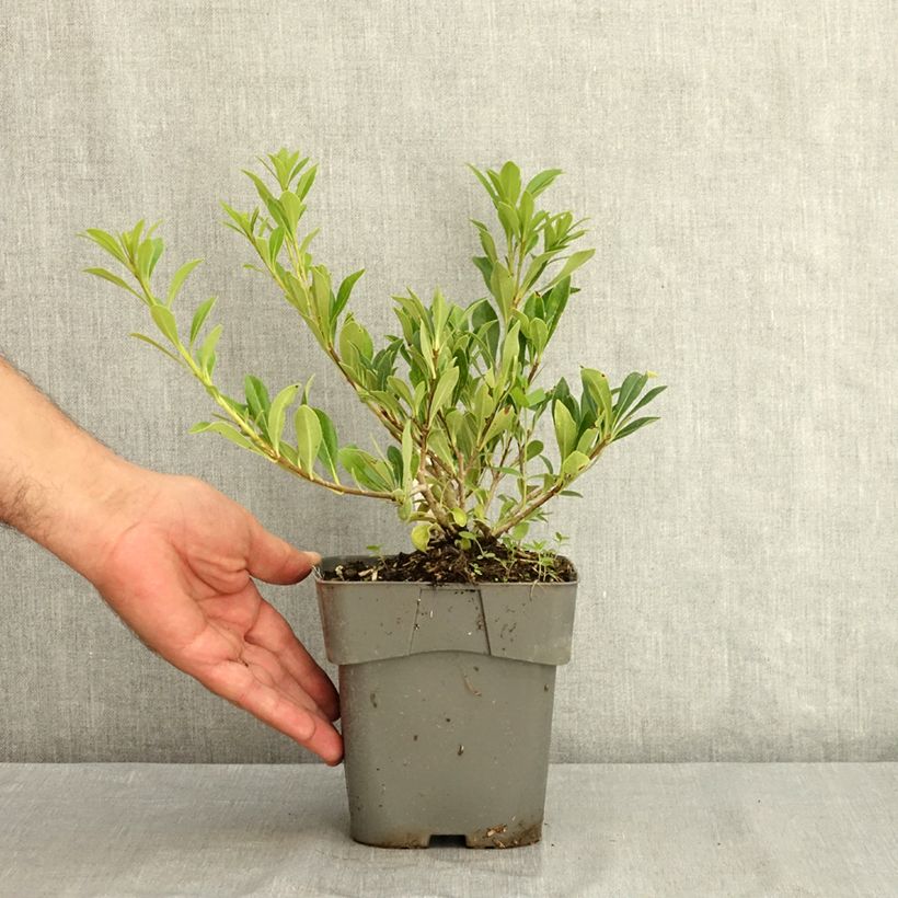 Esemplare di Pittosporum Green Mound Pot de 2L/3L consegnato in estate