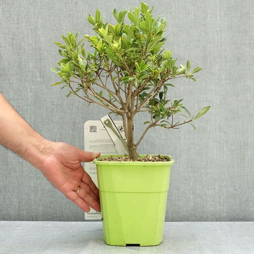 Esemplare di Pittosporum Green Mound Pot de 3L/4L consegnato in estate