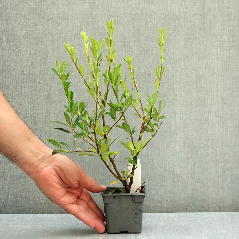 Esemplare di Pittosporum heterophyllum Vasetto da 8/9 cm come consegnato in autunno
