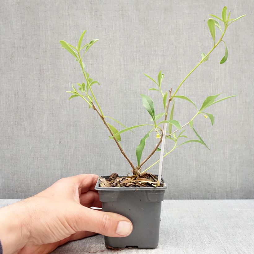 Pittosporum heterophyllum Vasetto da 8/9 cm esemplare consegnato in primavera