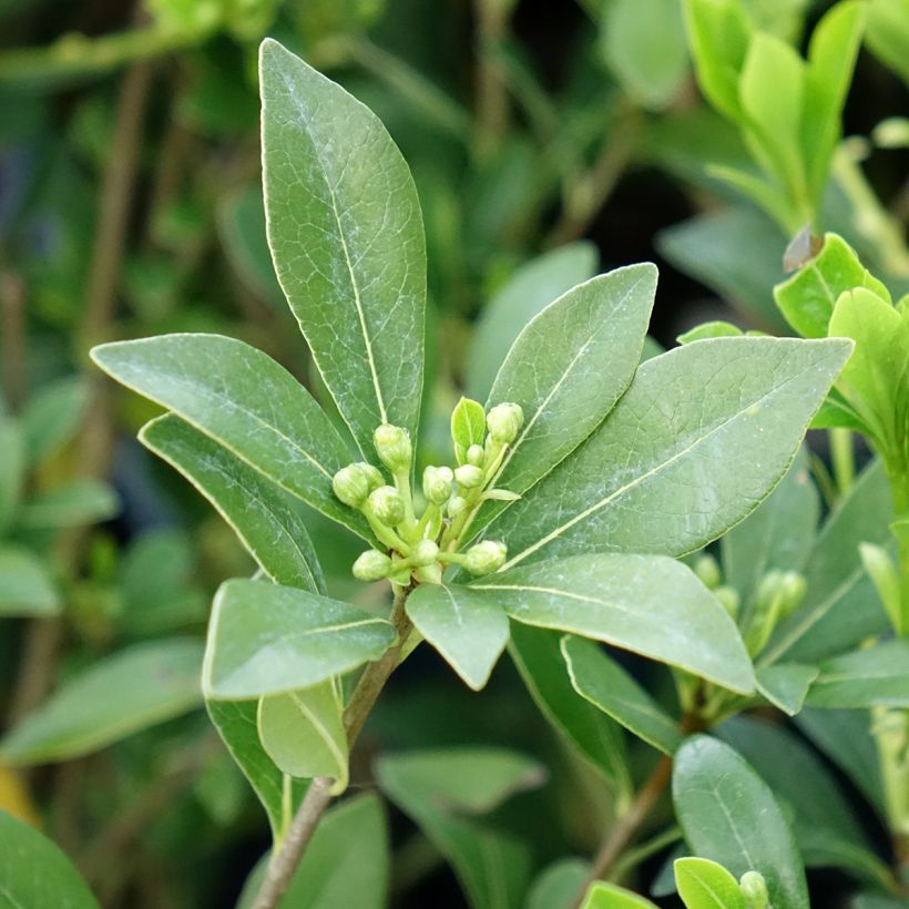Pittosporum heterophyllum Quissac (Fogliame)