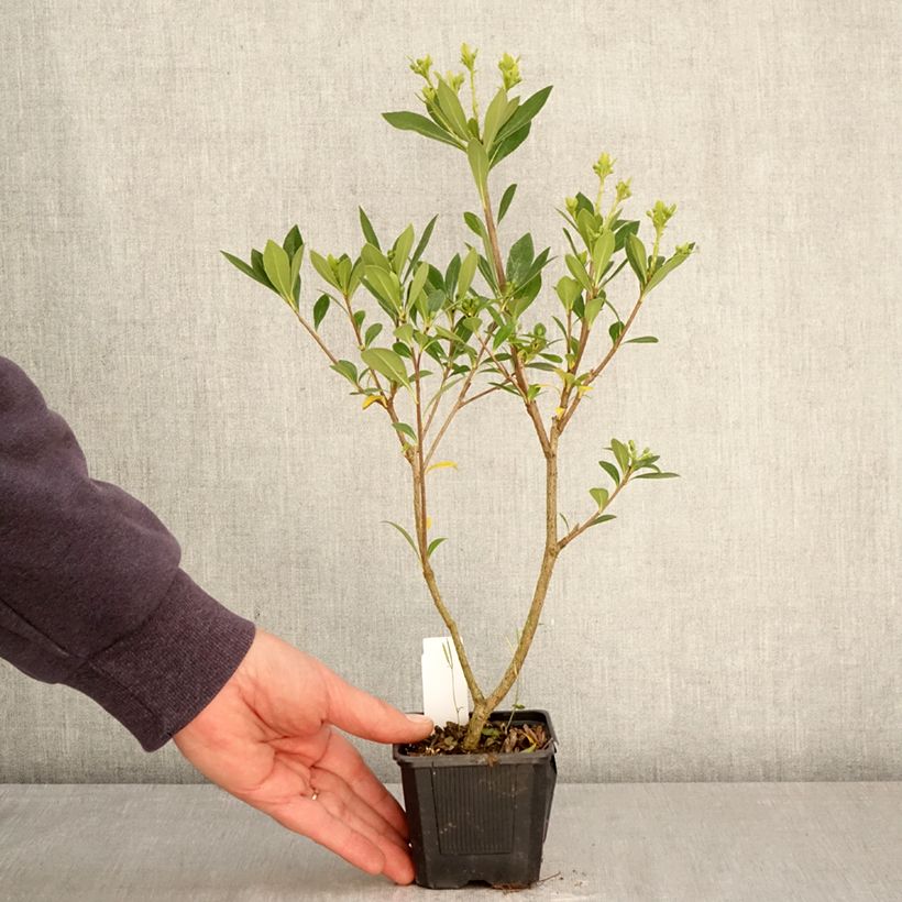 Pittosporum heterophyllum Quissac - Pittospore à feuilles variables Vasetto da 8/9 cm esemplare consegnato in primavera