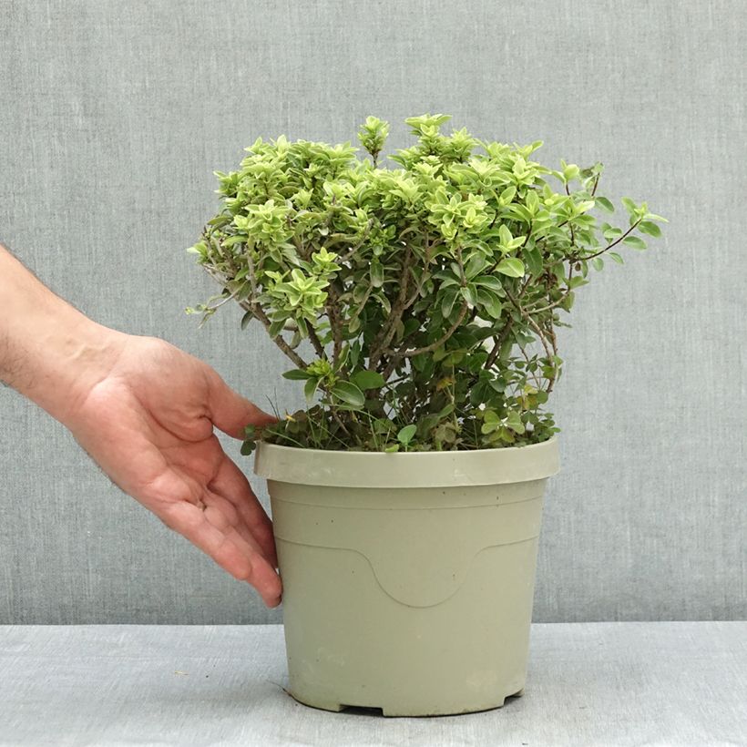 Esemplare di Pittosporum Orbitea Vaso da 3L/4L consegnato in estate