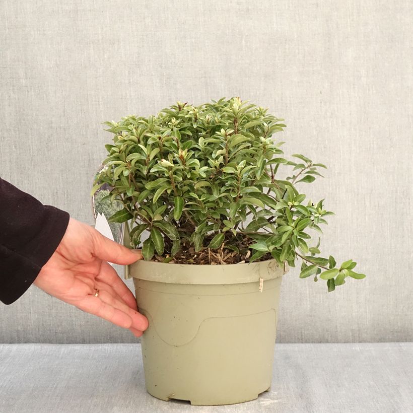 Pittosporum Orbitea Vaso da 3L/4L esemplare consegnato in inverno