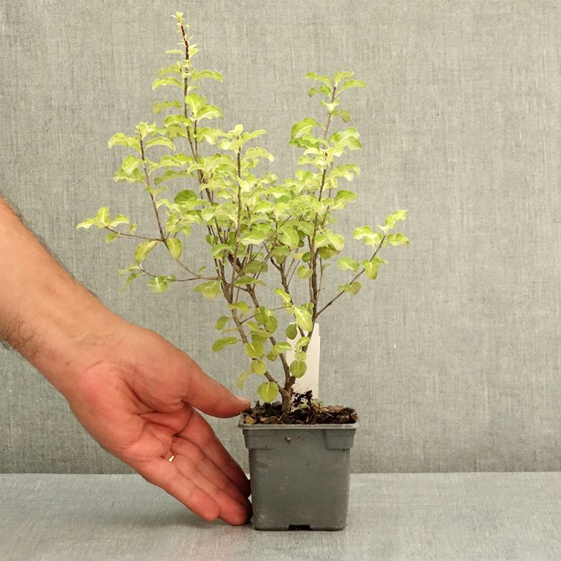 Esemplare di Pittosporum tenuifolium Abbotsbury Gold Vasetto da 8/9 cm consegnato in estate