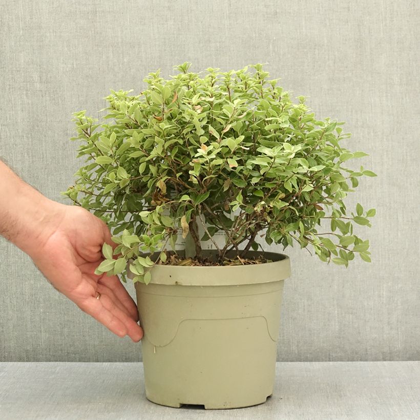 Esemplare di Pittosporum tenuifolium Beach Ball Vaso da 3L/4L consegnato in estate