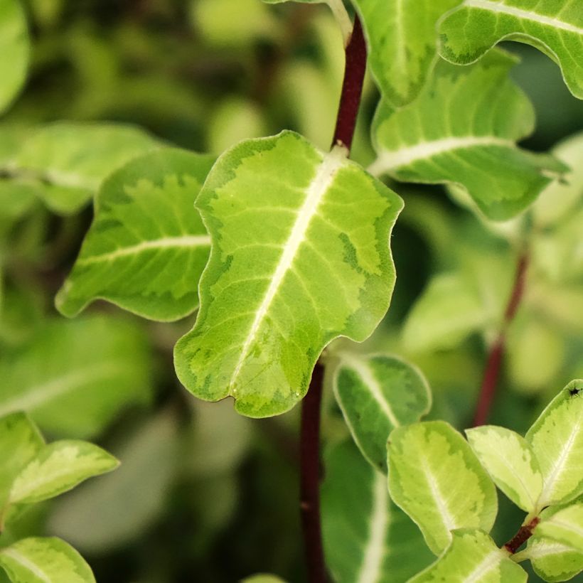Pittosporum tenuifolium Brin de Soleil (Fogliame)