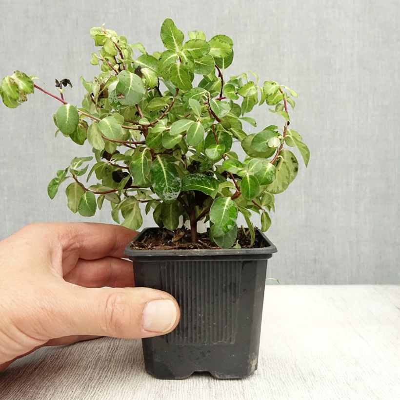 Esemplare di Pittosporum tenuifolium Brin de Soleil Vasetto da 8/9 cm come consegnato in autunno
