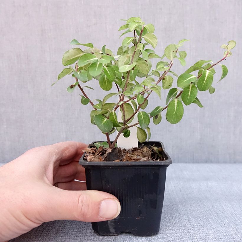 Pittosporum tenuifolium Brin de Soleil Vasetto da 8/9 cm esemplare consegnato in inverno