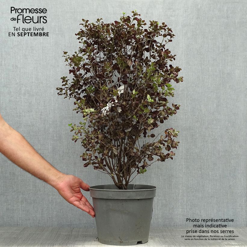 Esemplare di Pittosporum tenuifolium Dark Diva Vaso da 4L/5L come consegnato in autunno