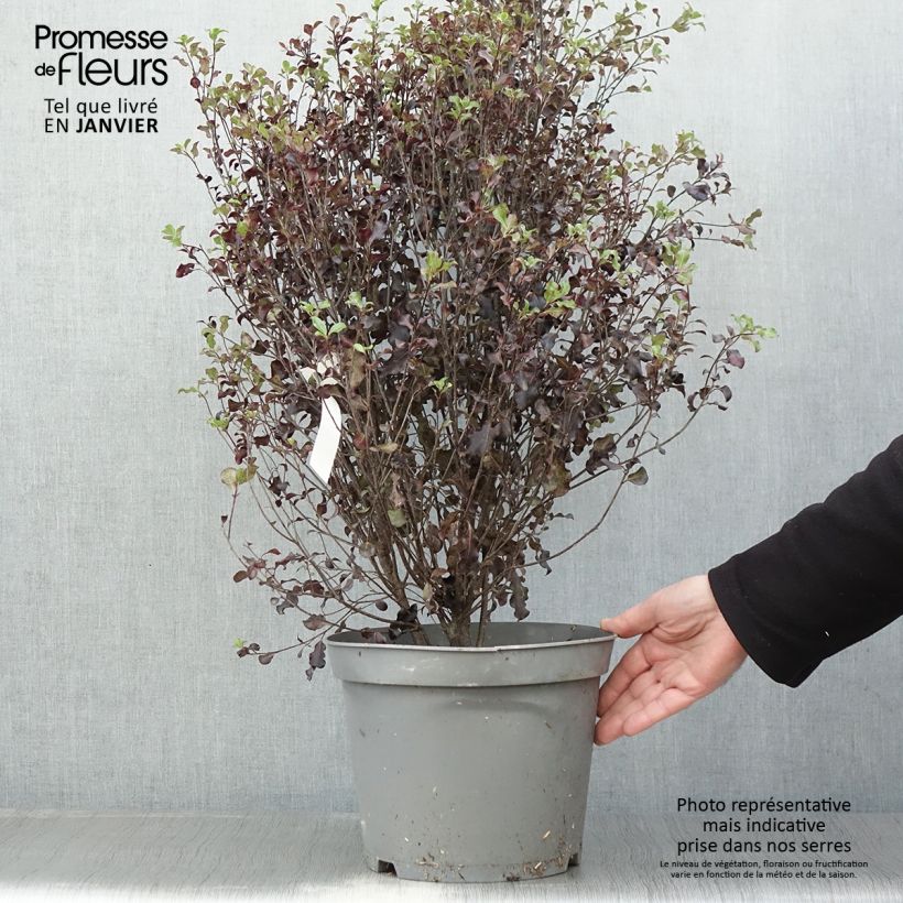 Pittosporum tenuifolium Dark Diva Vaso da 4L/5L esemplare consegnato in inverno