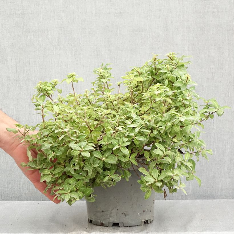Esemplare di Pittosporum tenuifolium Golden Ball Vaso da 2L/3L consegnato in estate