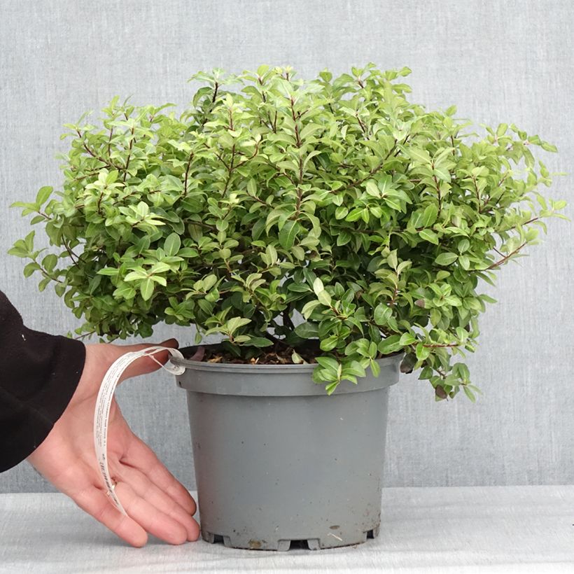 Pittosporum tenuifolium Golden Ball Vaso da 2L/3L esemplare consegnato in inverno