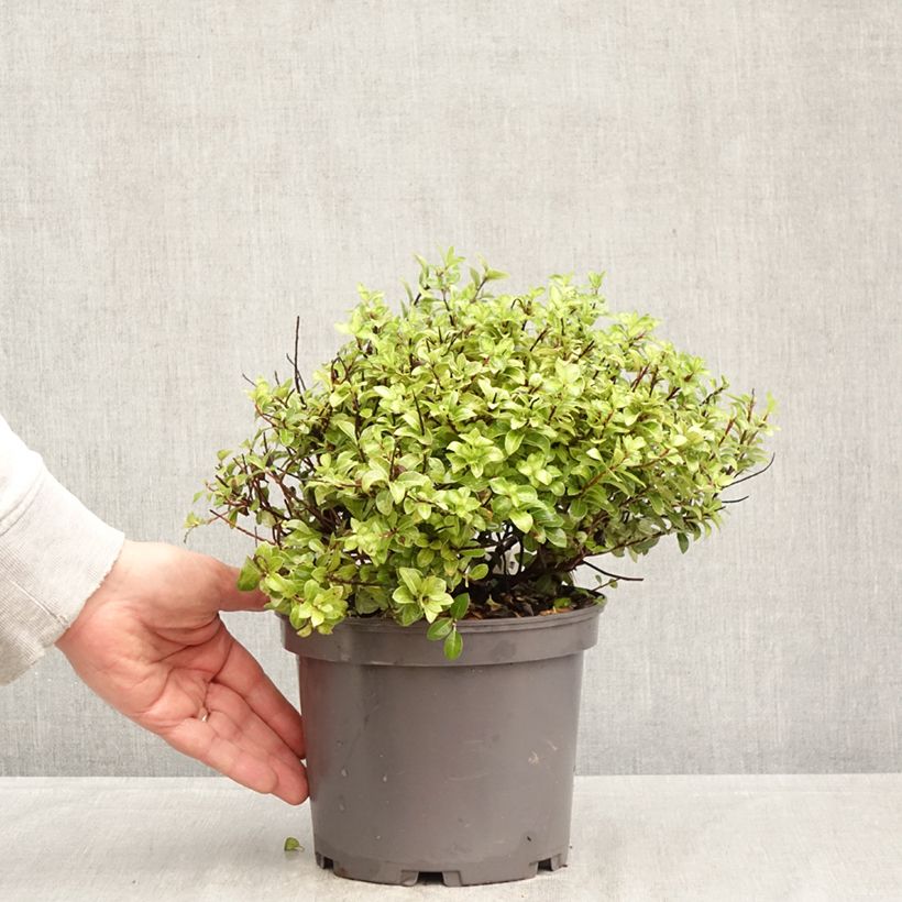 Pittosporum tenuifolium Golden Ball Vaso da 2L/3L esemplare consegnato in primavera