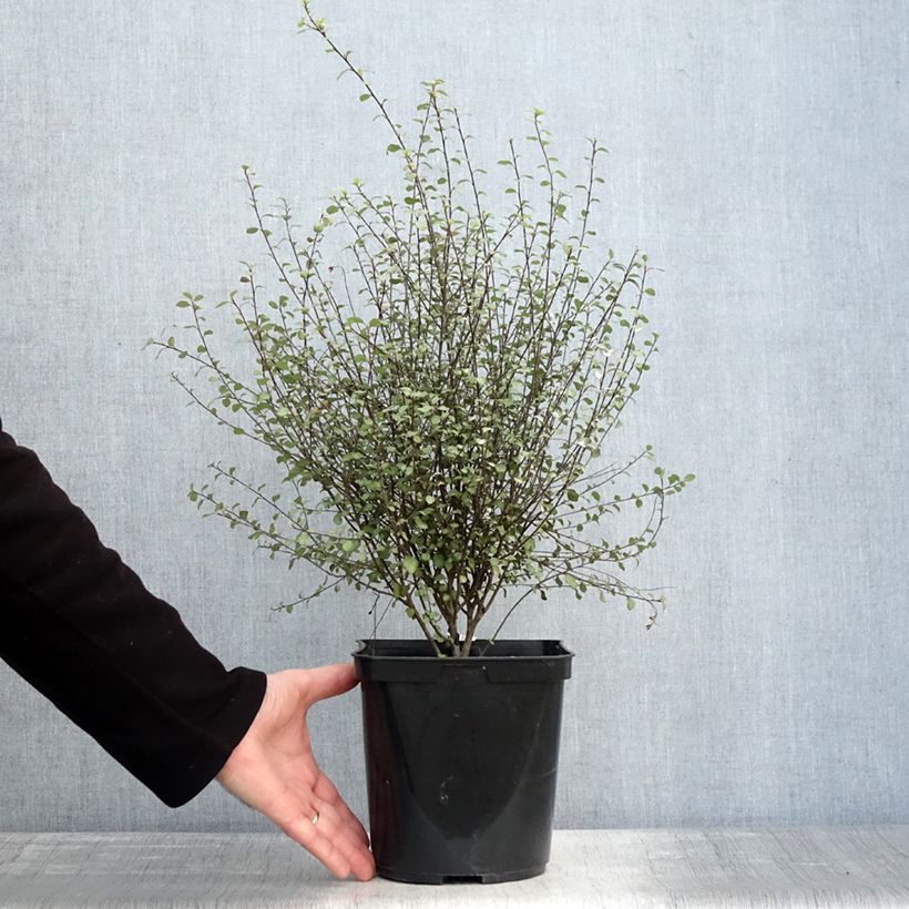 Pittosporum tenuifolium Green elf Vaso da 4L/5L esemplare consegnato in inverno