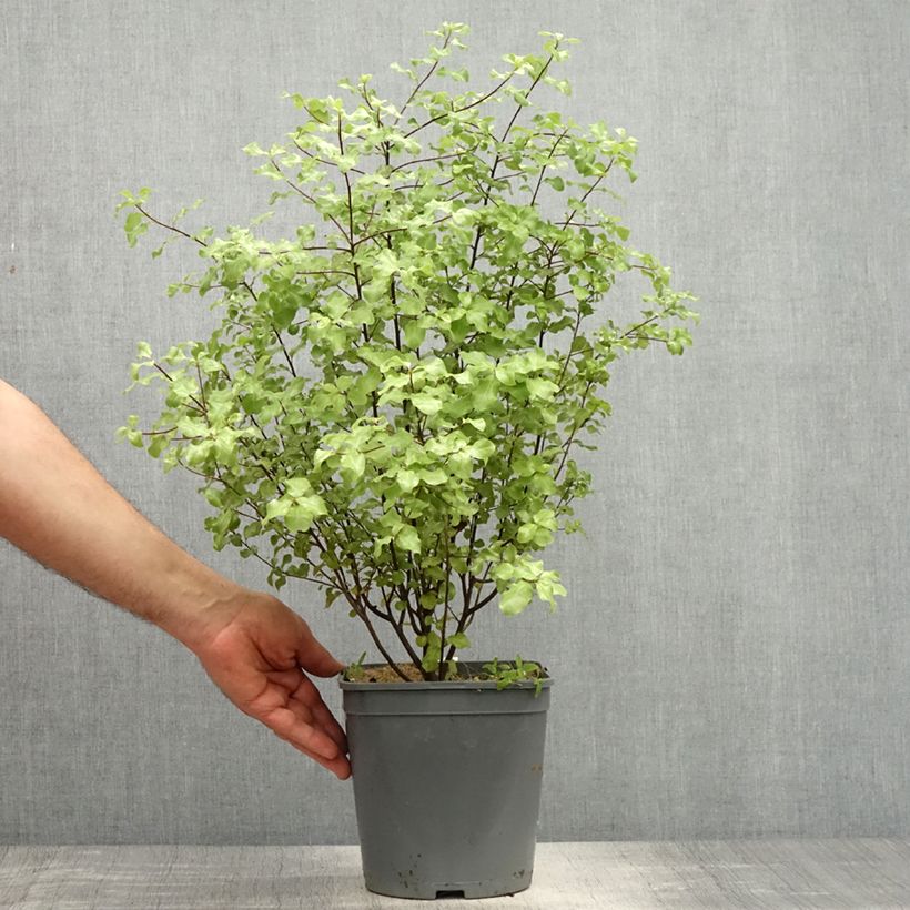 Pittosporum tenuifolium Green elf Vaso da 4L/5L esemplare consegnato in primavera