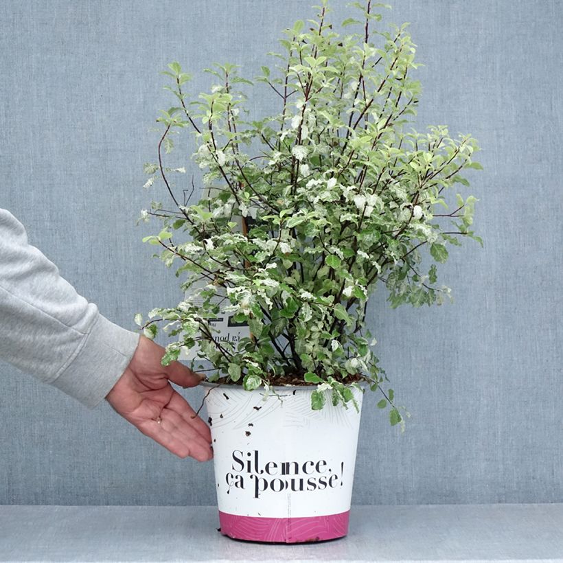 Esemplare di Pittosporum tenuifolium Irene Patterson Vaso da 4L/5L consegnato in estate