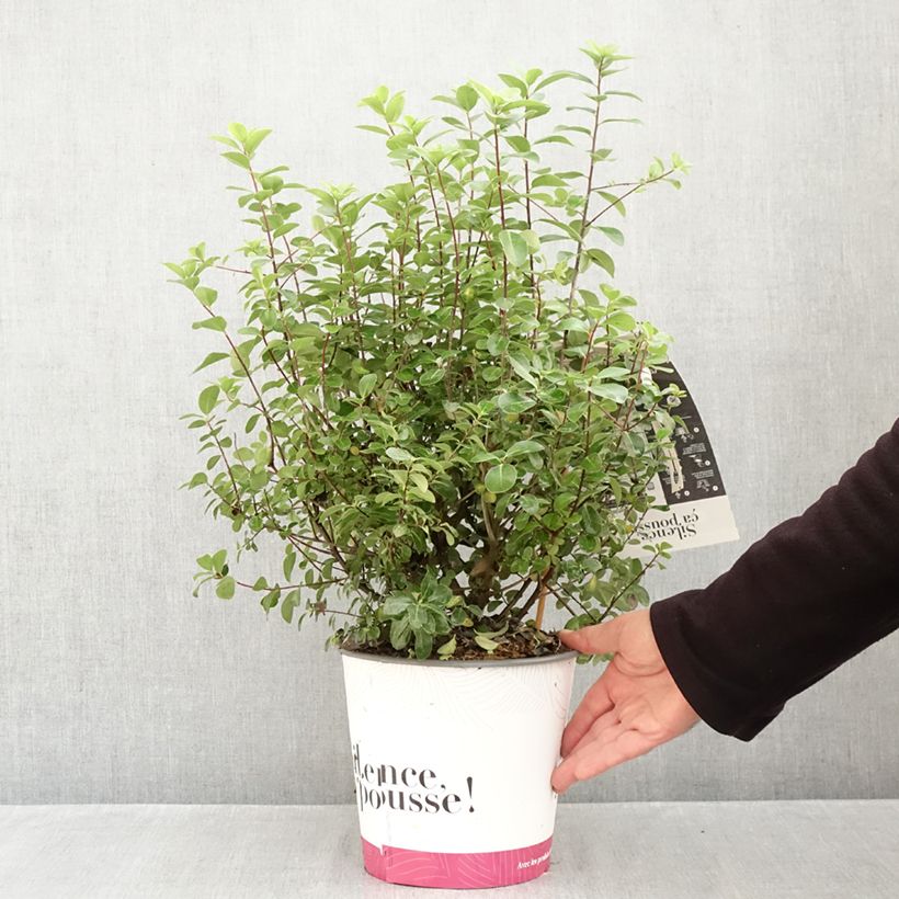 Esemplare di Pittosporum tenuifolium Irish Luck Vaso da 2L/3L come consegnato in autunno