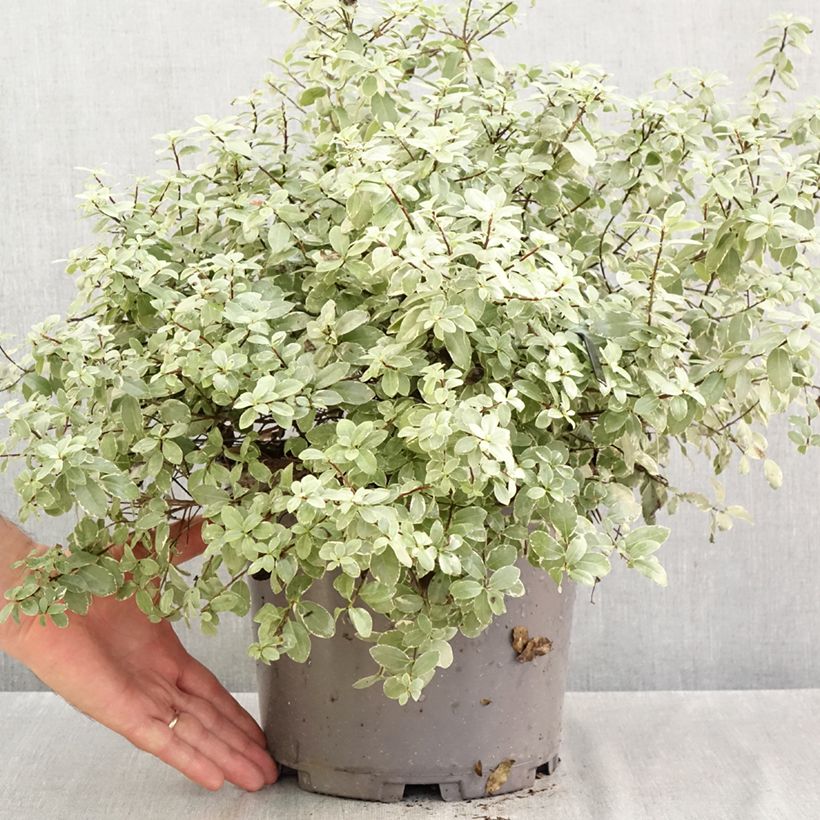 Esemplare di Pittosporum tenuifolium Silver Ball Vaso da 7,5L/10L, Palla come consegnato in autunno