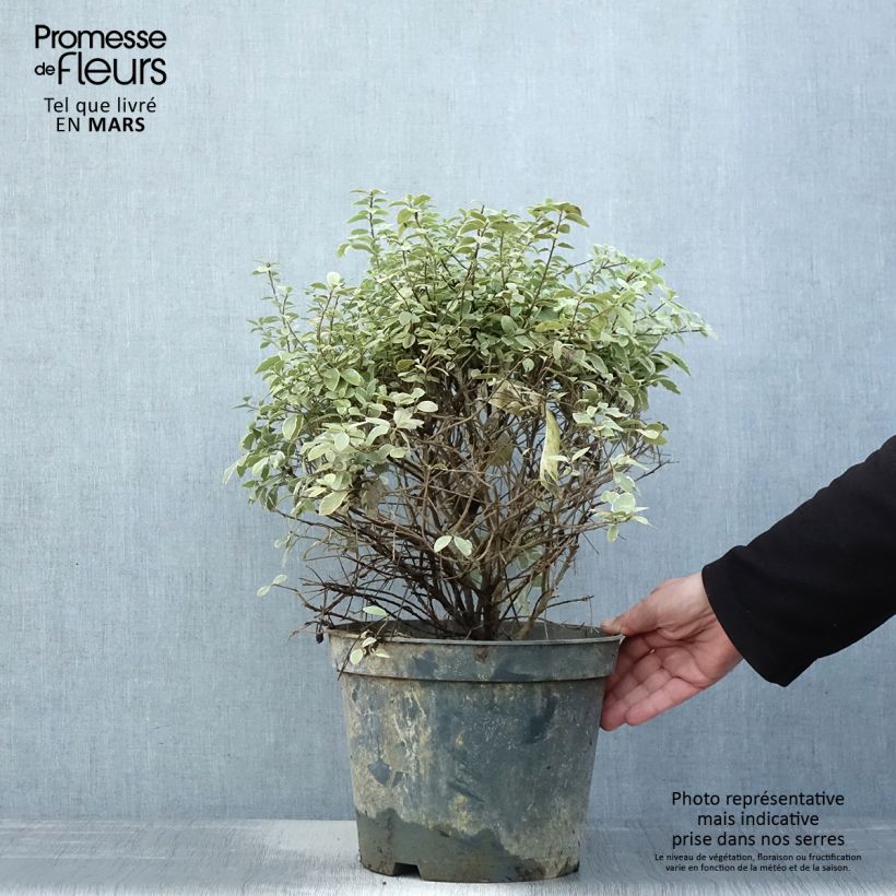 Pittosporum tenuifolium Silver Ball Vaso da 7,5L/10L, Palla esemplare consegnato in primavera